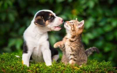 Guía de Primeros Cuidados para tu Nuevo Compañero Peludo: Gatos y Perros